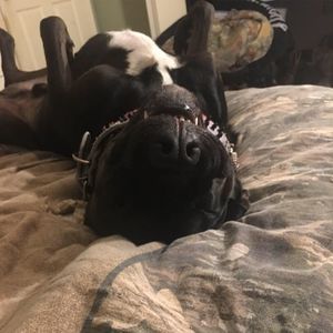 Meet your Posher, Austin